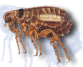 Cat Flea